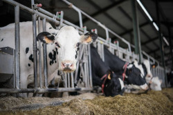 Agricultores y ganaderos percibir&aacute;n 2.691 millones en pagos anticipados de las ayudas directas de la PAC