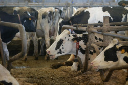 Agricultores y ganaderos piden cautela y tener m&aacute;s informaci&oacute;n de fuentes oficiales respecto al virus Shamonda