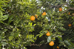 AVA-Asaja avisa de la entrada a UE de las primeras naranjas de Egipto con residuos y fitosanitarios prohibidos