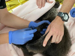 Cab&aacute;rceno  acoger&aacute; al osezno hallado en estado cr&iacute;tico en Castilla y Le&oacute;n