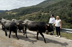 Cantabria inicia el pago de m&aacute;s de 6,7 millones en ayudas a 3.012 ganaderos de vacuno de carne