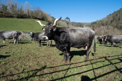 Cantabria permitir&aacute; que se celebren ferias con ganado bovino a partir del 1 de noviembre