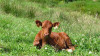 Cantabria remitir&aacute; una reserva gen&eacute;tica de vaca pasiega al Banco Nacional de Germoplasma Animal de Madrid