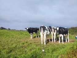 Cantabria suspende hasta fin de año todas las ferias ganaderas y endurece medidas por la Dermatosis Nodular Contagiosa