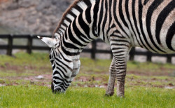 Cantur invierte 1,3 millones en renovaci&oacute;n de cierres y miradores de una veintena de recintos de Cab&aacute;rceno