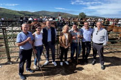 Cerca de 500 caballos de 84 ganader&iacute;as se dan cita en la Feria de Ganado Equino de San Pedro del Romeral