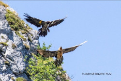 Cinco nuevos quebrantahuesos vuelan libres en el Parque Nacional de los Picos de Europa
