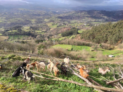 COAG denuncia que las industrias l&aacute;cteas imponen una "injustificada" bajada de precios a la leche de cabra