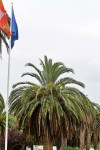 Comienzan a brotar varias palmeras del paseo mar&iacute;timo de San Vicente de la Barquera