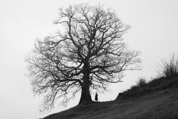 Cultura inaugura una exposici&oacute;n de fotos sobre &aacute;rboles singulares de Cantabria
