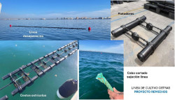 Desaparece una l&iacute;nea experimental de cultivo de ostra del proyecto REMEDIOS en el Mar Menor