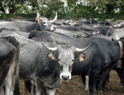 Desarrollo Rural moviliza cerca de 15 millones de euros en ayudas al sector agropecuario