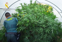  Detenido un vecino de Bareyo por cultivar marihuana en invernaderos del municipio