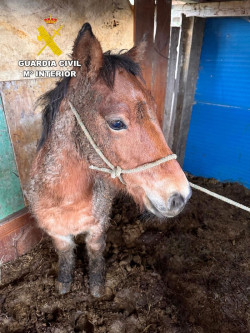  Dos investigados en Torrelavega por robar un potro en Arenas de Igu&ntilde;a