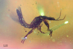 El &aacute;mbar de El Soplao se consolida como uno de los archivos m&aacute;s completos de Europa sobre los bosques del Cret&aacute;cico