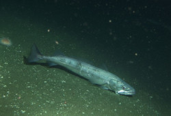 El calentamiento del oc&eacute;ano reduce la talla de madurez de la merluza europea, seg&uacute;n el IEO