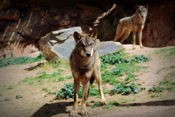 El Constitucional admite la personaci&oacute;n de Cantabria en el recurso del Defensor contra la salida del lobo del LESPRE