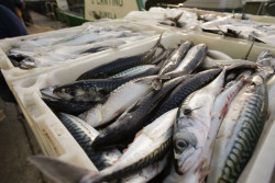 El Gobierno asigna las cuotas de pesca de especies clave para m&aacute;s de 5.000 buques en caladero nacional