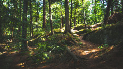 El Gobierno destina 735.000 euros a Cantabria para restaurar masas forestales en decaimiento o riesgo de desertificación