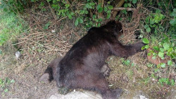 El juzgado de Grado investigar&aacute; la muerte por disparo de un oso pardo en Belmonte ocurrida en verano