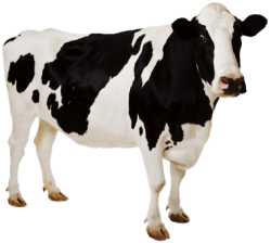 El metano de mis vacas.  Por Pedro Arce.
