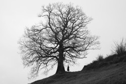El Museo de la Naturaleza de Cantabria acoge este s&aacute;bado la jornada `Encuentros bajo el &aacute;rbol`