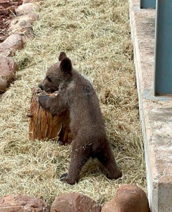El osezno recuperado en Le&oacute;n evoluciona favorablemente en el Centro de Recuperaci&oacute;n de Fauna Silvestre de Cantabria