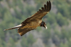 El primer quebrantahuesos nacido en los Picos de Europa en 75 a&ntilde;os ya vuela en libertad