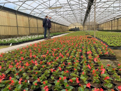 El Serca plantar&aacute; 35.000 flores en Torrelavega a partir de la primera quincena de mayo