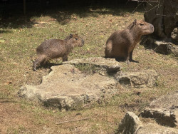 El Zoo de Santillana incorpora una pareja de capibaras, el mayor roedor del planeta