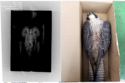 En Polanco matan a perdigonazos a animales, el ultimo un Alcon Peregrino