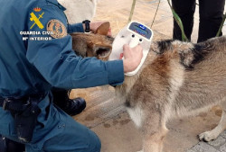  Investigado un hombre por arrastrar a un perro atado al parachoques de un veh&iacute;culo y golpearlo