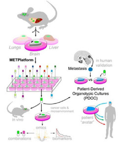 Investigador del IDIVAL contribuye al desarrollo de una herramienta de cribado de f&aacute;rmacos contra la met&aacute;stasis cerebral
