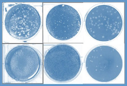 Investigadores del CSIC descubren que moléculas sintéticas de ARN inducen una respuesta inmune para el Covid-19