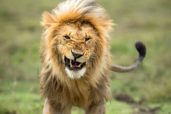 Investigan la muerte por envenenamiento de diez leones en Tanzania