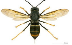 La avispa asiática