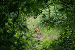 La diversidad de la fauna es buena para nuestra salud y ayuda a evitar futuras pandemias