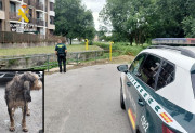  La Guardia Civil rescata a un perro a punto de morir ahogado en un canal de la Penilla
