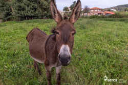 La nueva burrita del SERCA se llamar&aacute; Vega (Relavega)