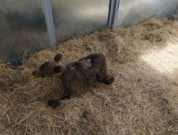 La osezna `&Eacute;ndriga` regresar&aacute; a su h&aacute;bitat natural en Asturias tras su recuperaci&oacute;n y adaptaci&oacute;n