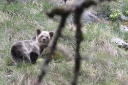 La osezna Saba recupera su vida salvaje en Picos de Europa