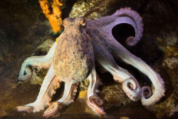 La pesca recreativa de pulpo en Cantabria ser&aacute; del 1 de julio al 30 de septiembre