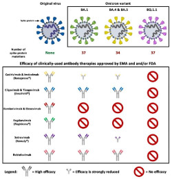 La subvariante de ómicron BQ.1.1 es resistente a todas las terapias de anticuerpos aprobadas, según estudio