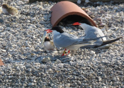 La `webcam` de SEO/BirdLife permite seguir la nidificaci&oacute;n de la &uacute;nica colonia de charr&aacute;n com&uacute;n del Cant&aacute;brico