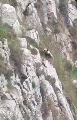 Las oseznas reintroducidas en Redes y Picos de Europa contin&uacute;an su adaptaci&oacute;n al entorno con "buen aspecto"