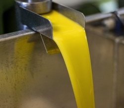 Las ventas de aceite superan los 349 millones de litros (+0,96%) en el primer semestre 2025/26, seg&uacute;n Anierac