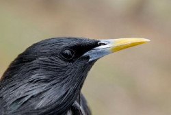 Los estorninos cambian de estrategia para buscar pareja y aumentan o reducen su poligamia en funci&oacute;n de la poblaci&oacute;n