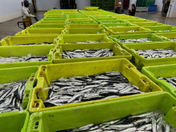 Los pesqueros c&aacute;ntabros podr&aacute;n capturar anchoa de la costa oeste de Galicia desde este mi&eacute;rcoles