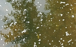  M&aacute;s de 2.100 peces muertos por un vertido de purines en los r&iacute;os Pisue&ntilde;a y Llerana, "que ha quedado arrasado"
