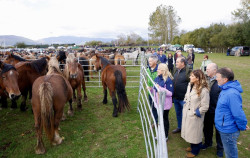 M&aacute;s de de 1.000 animales participan en la Feria Ganadera de Campoo de Enmedio